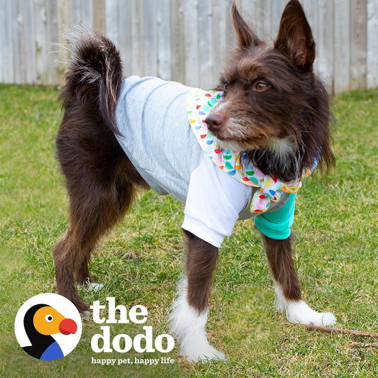 The Dodo Dog Bandana & Colorblock Tee Pet Apparel Set, Size Medium